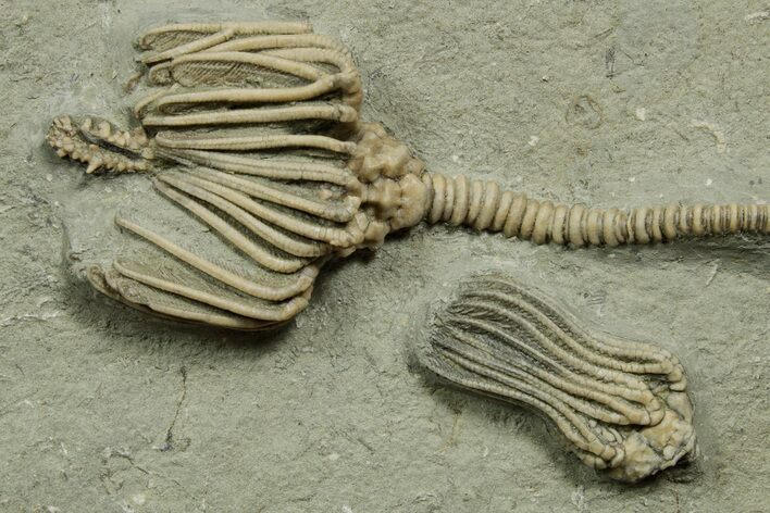 Fossil Crinoid Plate (Two Species) - Crawfordsville, Indiana #371581